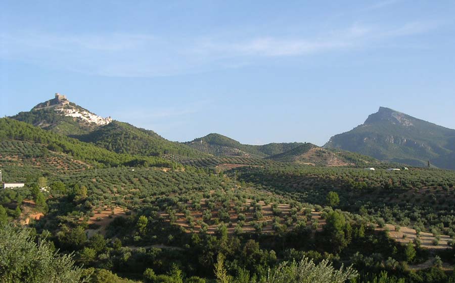 Olivar de bajo rendimiento: Diferenciarse para vivir